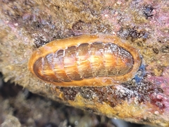 Ischnochiton torri