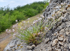 Asperula supina