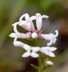 Asperula supina