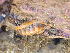 Ischnochiton torri