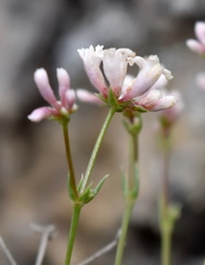 Asperula supina