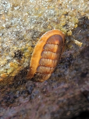 Ischnochiton torri
