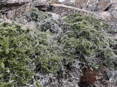 Coprosma nitida