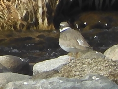 Charadrius placidus
