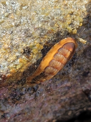 Ischnochiton torri