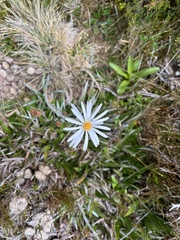 Celmisia asteliifolia