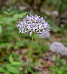 Allium decipiens quercetorum