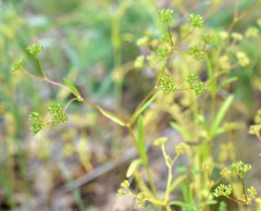 Valerianella dentata