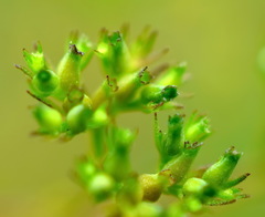 Valerianella dentata