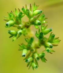 Valerianella dentata