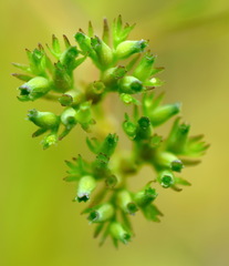 Valerianella dentata
