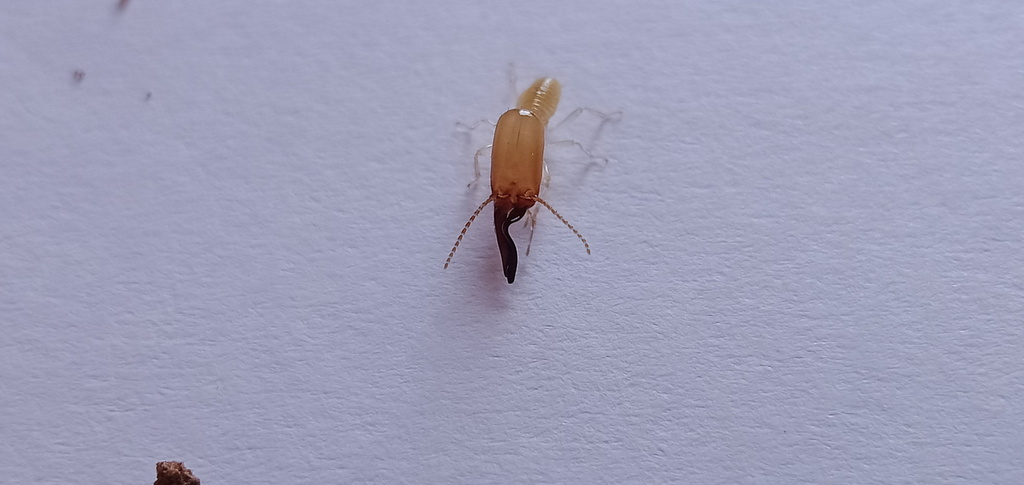 Pericapritermes ceylonicus