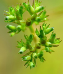 Valerianella dentata