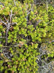 Epacris serpyllifolia