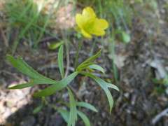Ranunculus arvensis