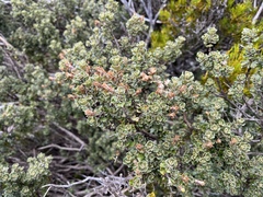 Olearia obcordata