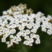 Bristly Yarrow - Photo (c) Вадим, some rights reserved (CC BY-NC), uploaded by Вадим