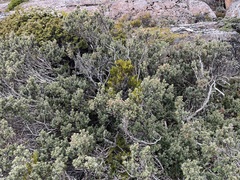 Olearia obcordata
