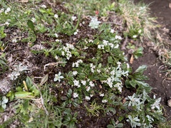 Asperula pusilla