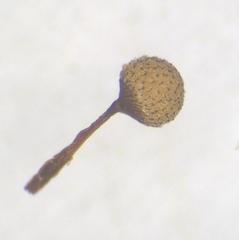 Cribraria macrocarpa