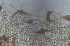 Cribraria macrocarpa