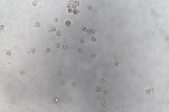 Cribraria macrocarpa