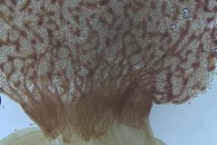 Cribraria macrocarpa