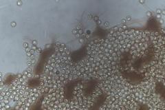 Cribraria macrocarpa