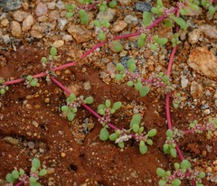 Trianthema parvifolia