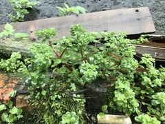 Sedum formosanum