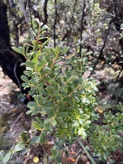Vaccinium dentatum