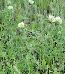 Trifolium caucasicum