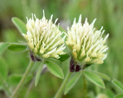 Trifolium caucasicum