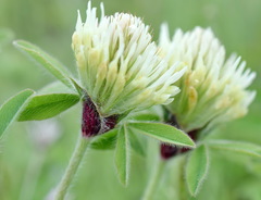 Trifolium caucasicum