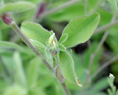 Trifolium caucasicum