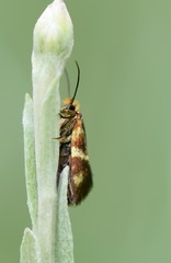 Micropterix maschukella