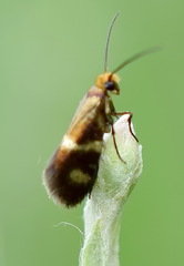 Micropterix maschukella
