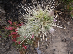 Asteraceae