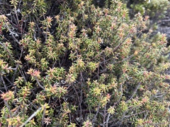 Monotoca empetrifolia