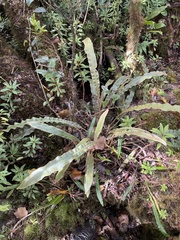 Elaphoglossum paleaceum