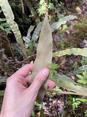 Elaphoglossum paleaceum