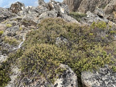 Monotoca empetrifolia