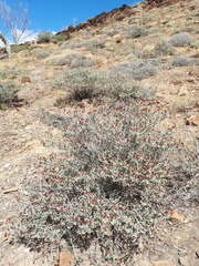 Indigofera leucotricha