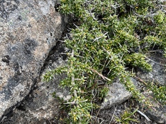 Coprosma nitida
