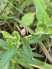 Dasineura lysimachiae