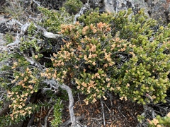 Epacris serpyllifolia