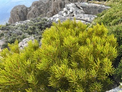 Orites acicularis