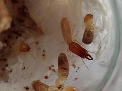 Microcerotermes