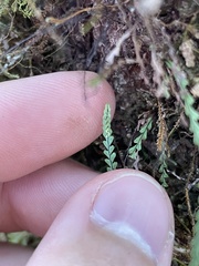 Stenogrammitis saffordii