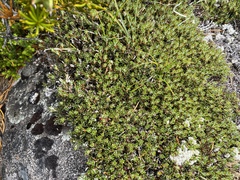 Montitega dealbata